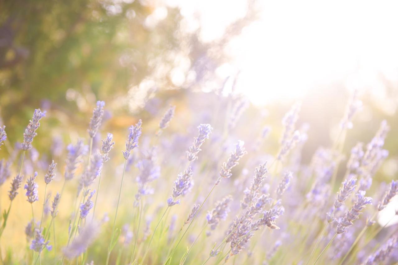 Lavanda Farm Apartmani Rakovica Exteriér fotografie