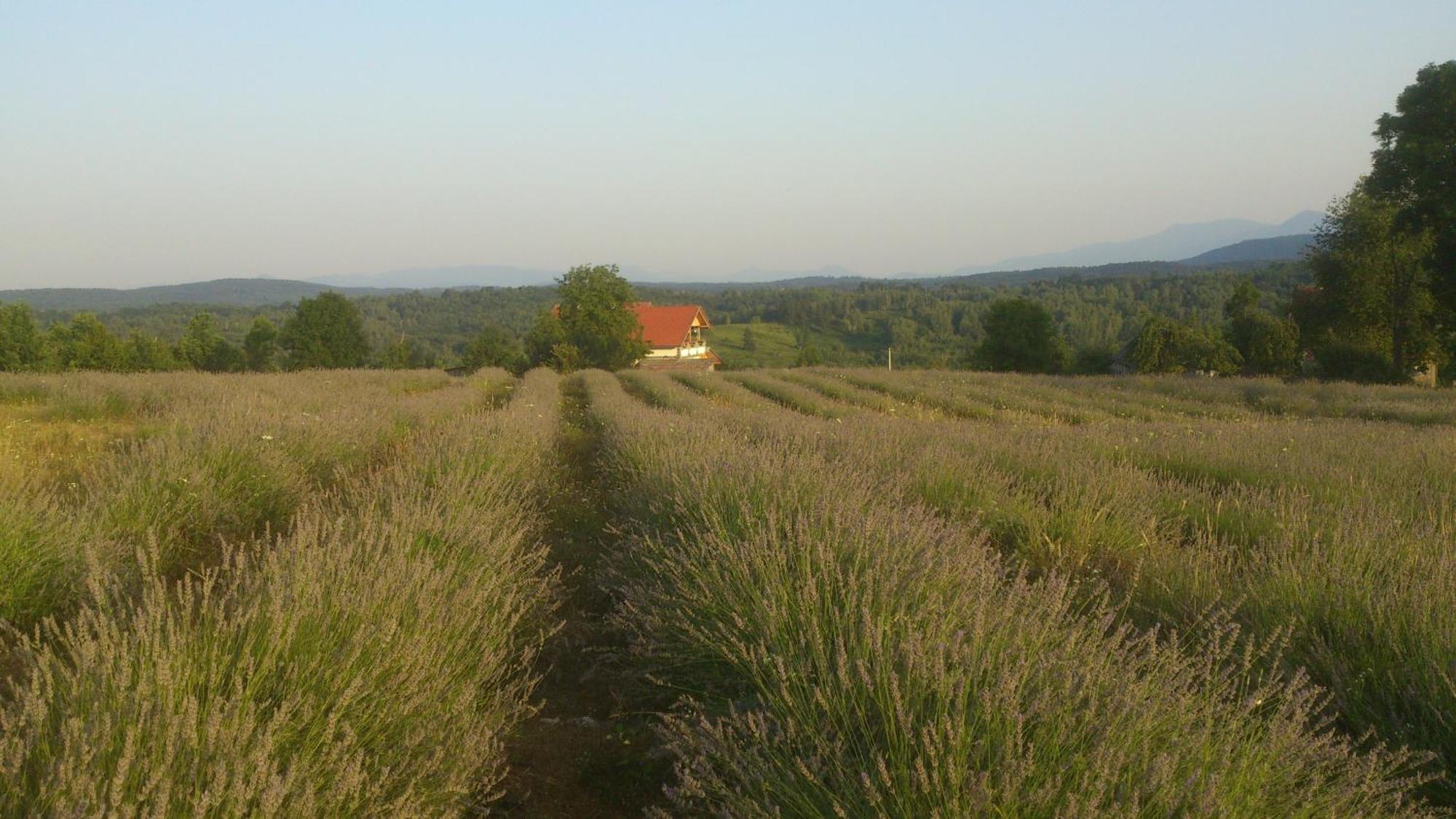 Lavanda Farm Apartmani Rakovica Exteriér fotografie