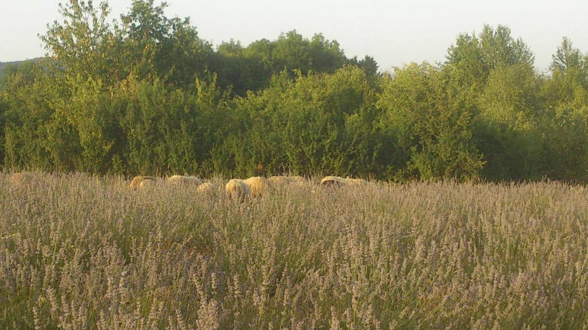 Lavanda Farm Apartmani Rakovica Exteriér fotografie