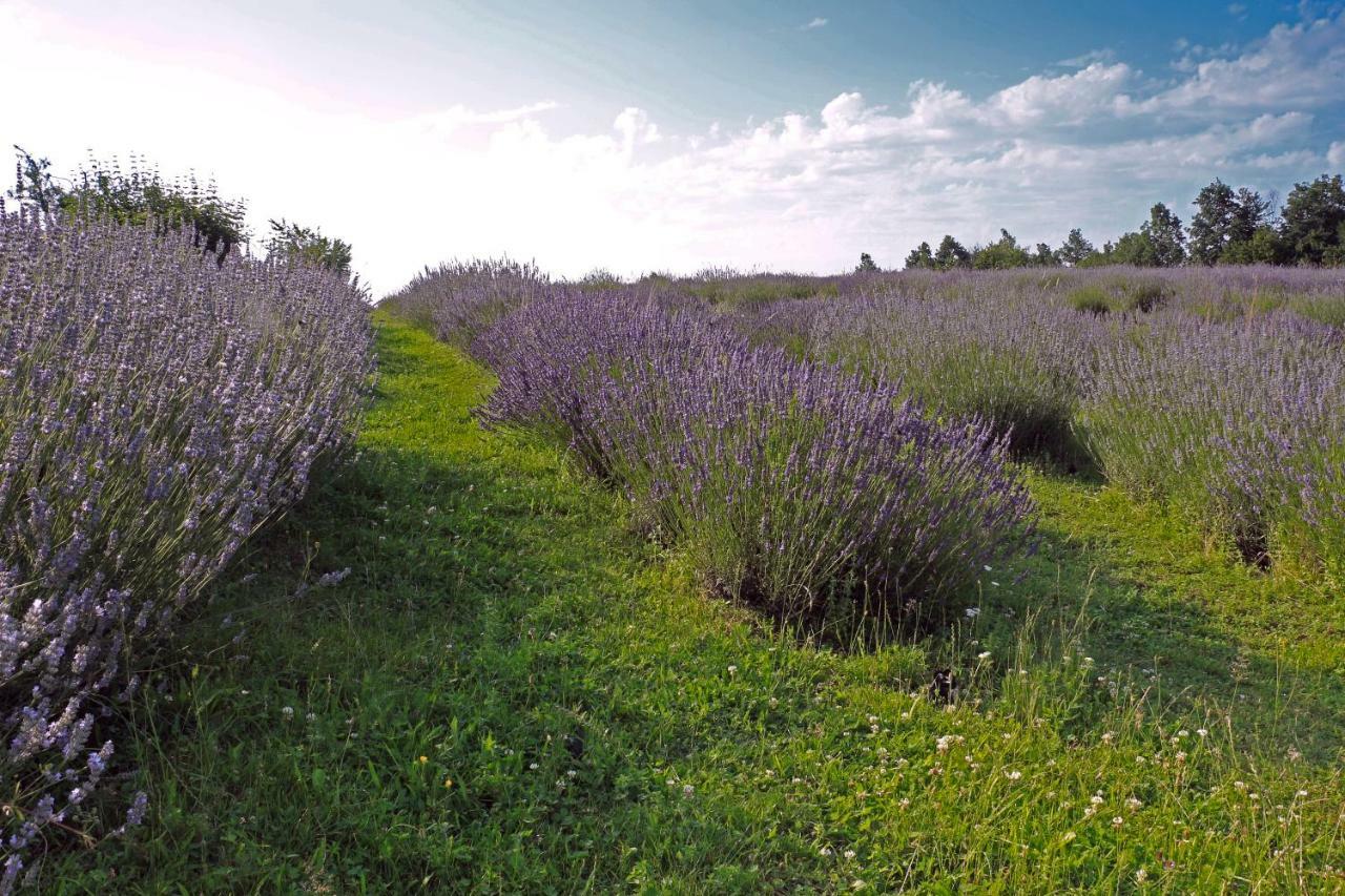 Lavanda Farm Apartmani Rakovica Exteriér fotografie