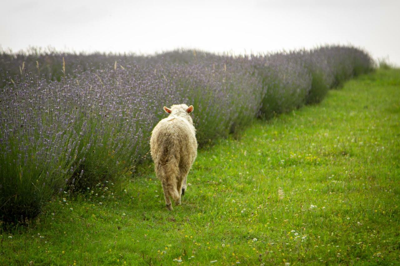 Lavanda Farm Apartmani Rakovica Exteriér fotografie